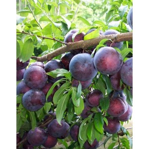 Алыча Шатер (Ранняя/Фиолетовая)