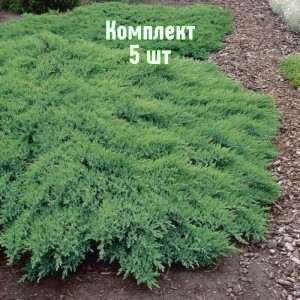 Комплект 5шт / Можжевельник казацкий Рокери Джем