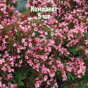 Комплект 5шт / Вейгела садовая Нана Вариегата