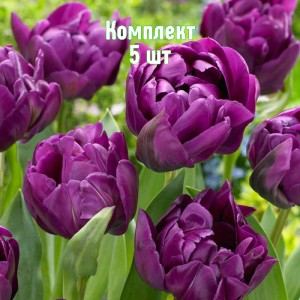Комплект 5шт / Тюльпан Негрита Дабл